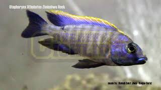 Otopharynx Lithobates Zimbawe Rock