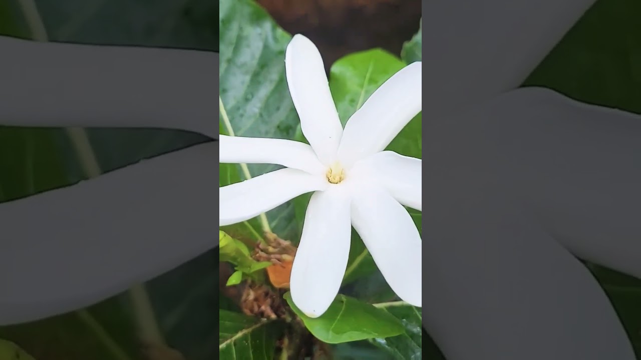 tropical flower garden tour 