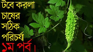 টবে করলা চাষের পরিচর্যা ।।১ম পর্ব।।টবে করলা চাষের সঠিক পরিচর্যা । Care of tuber cultivation .