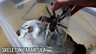 Ephebopus murinus - Skeleton Tarantula (A few fun facts)