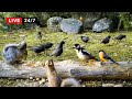 247 live cat tv for cats to watch those pretty birds and their squirrel friends 4k