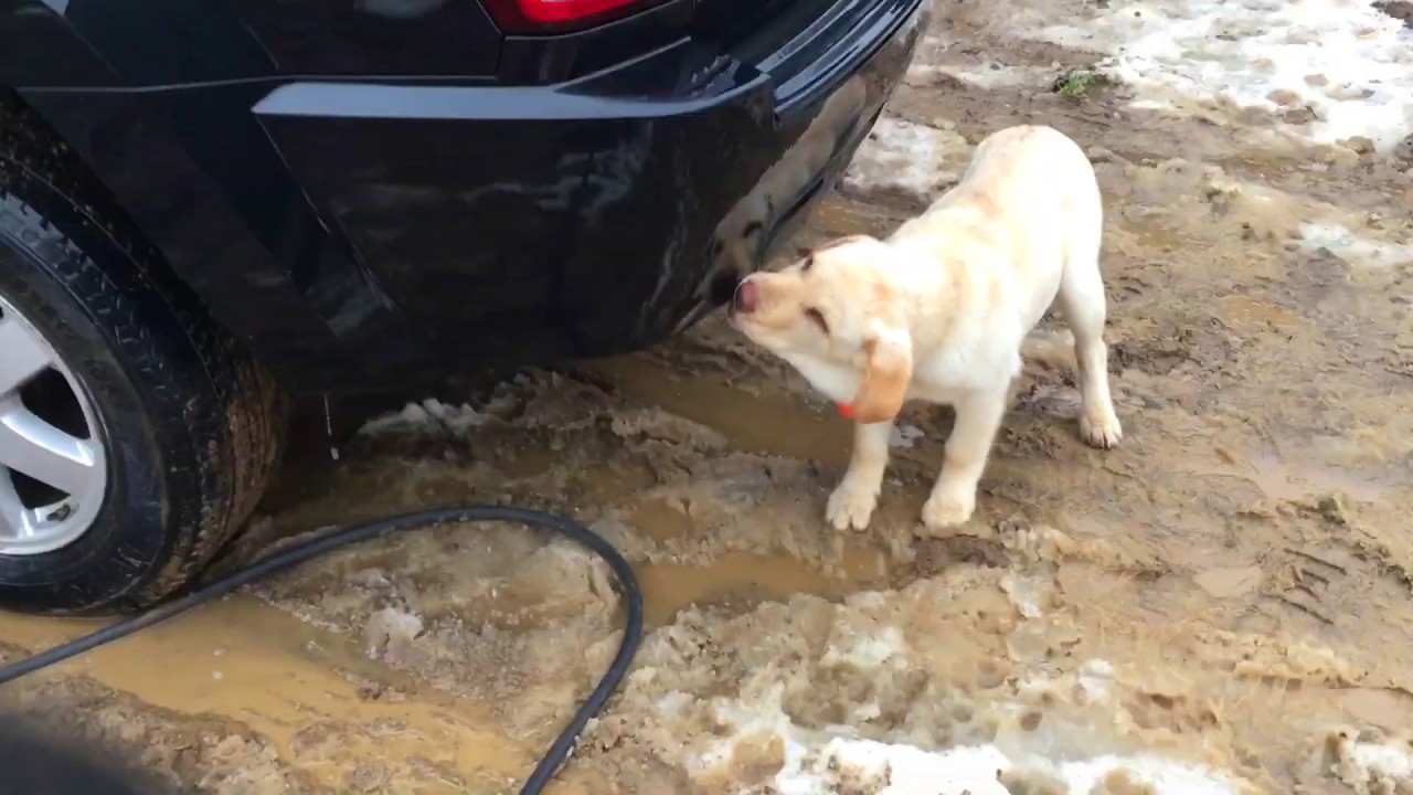 Puppy Washes Car YouTube