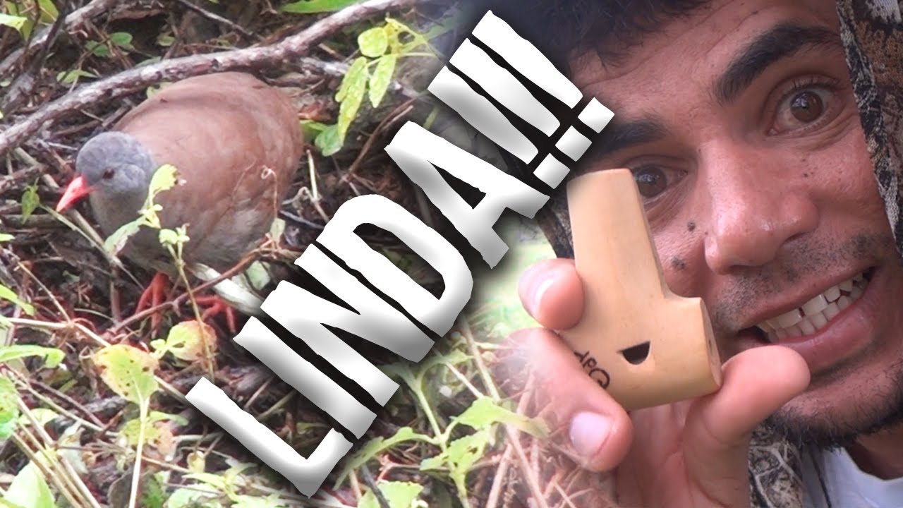 Melhor Estratégia para Chamar Inhambu (Veja o vídeo tire suas conclusões)