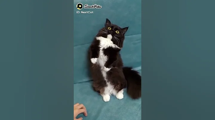 Video 11855921: best funny cats dogs