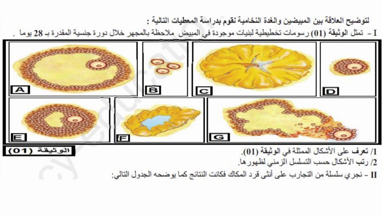 تمارين التنسيق العصبي الهرموني 2 ثانوي