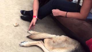 Tickle Dog While Sleeping