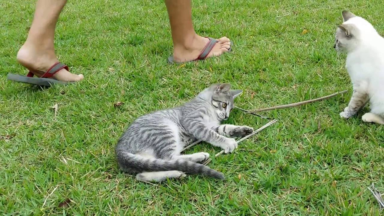 817- Brincando no quintal