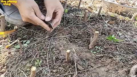 Ghép đào vào tháng mấy, những lưu ý khi tiến hành ghép đào giống, cách làm đào nhiều hoa vào dịp tết