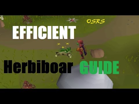 picture Herbiboar Guide Osrs 2020 osrs efficient herbiboar hunting guide very easy and fast