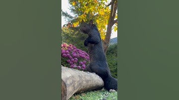 Jack the squirrel is on the lookout for BlueJays 🐿️🐦 #squirrel #nature #shorts