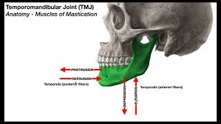 Temporomandibular Joint 😲 Mastication Muscles