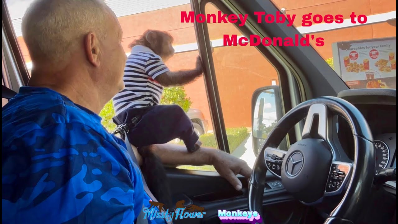Обезьянка Тоби идёт в Макдоналдс и приходит в неистовство, ожидая свои наггетсы 😅♥️