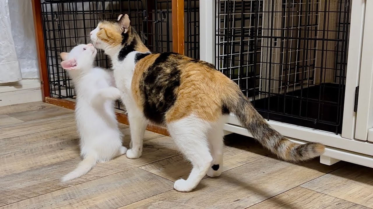 ママ猫と1日半ぶりの再会が嬉しくて仕方ない子猫【ポノfam物語#42