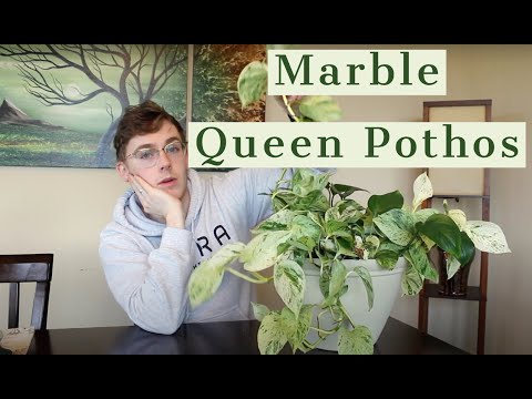 Houseplant Care Guide :: Marble Queen Pothos