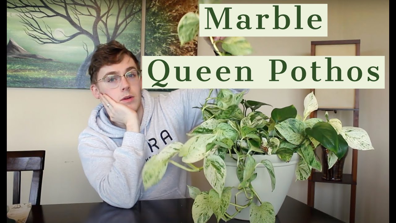 Houseplant Care Guide :: Marble Queen Pothos