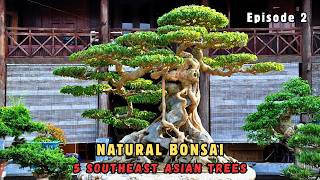 5 Southeast Asian Trees That Naturally Become Bonsai