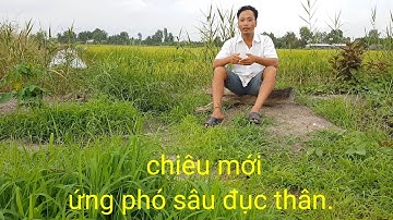 TRẦN XUÂN LẠC- kể chuyện. Chiêu mới trong ứng phó sâu đục thân.