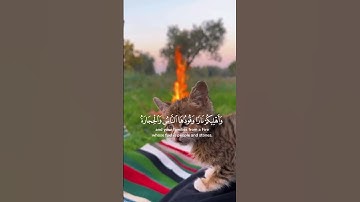 القارئ : حسين السليطين | { يا أيها الذين آمنوا قوا أنفسكم } #آيات #اكسبلور #ترتيل #راحة_نفسية #قرآن