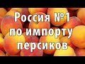 Персики России. Мировой рынок персиков и нектаринов