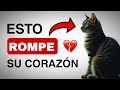 LAS COSAS QUE ROMPEN EL CORAZÓN DE TU GATO 😢💔