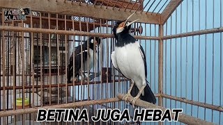 Trek jalak suren betina vs jantan part I | proses melatih bahan | sold out