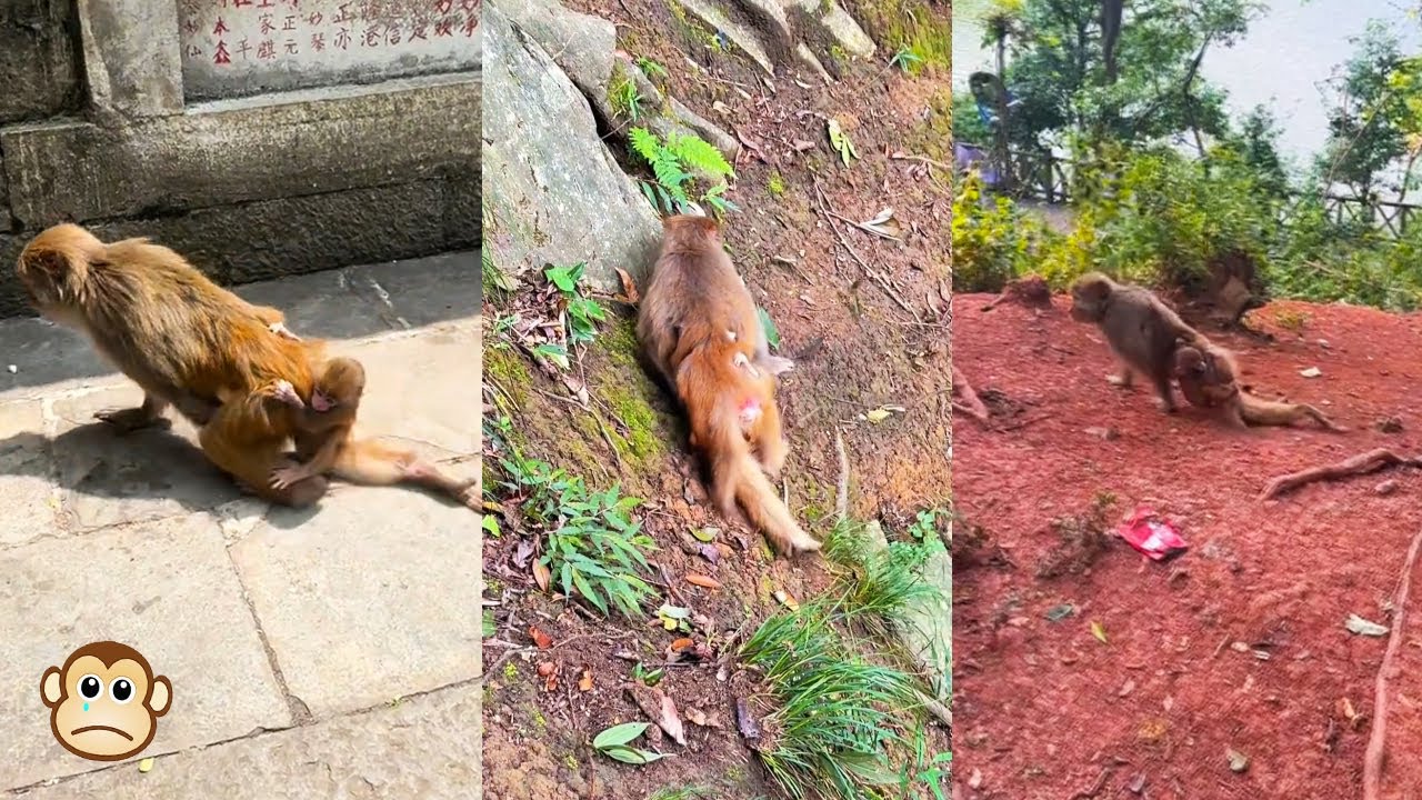 The poor mother monkey was injured and dragged her two hind legs but still tried to hold her baby.