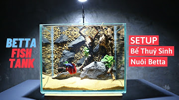 Setup Bể Thuỷ Sinh Nuôi Betta Đơn Giản - Natural Aquarium Setup For Betta Fish
