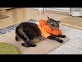 突然変な動きをし始めちゃった誘いベタな甘えん坊猫がこちら…w