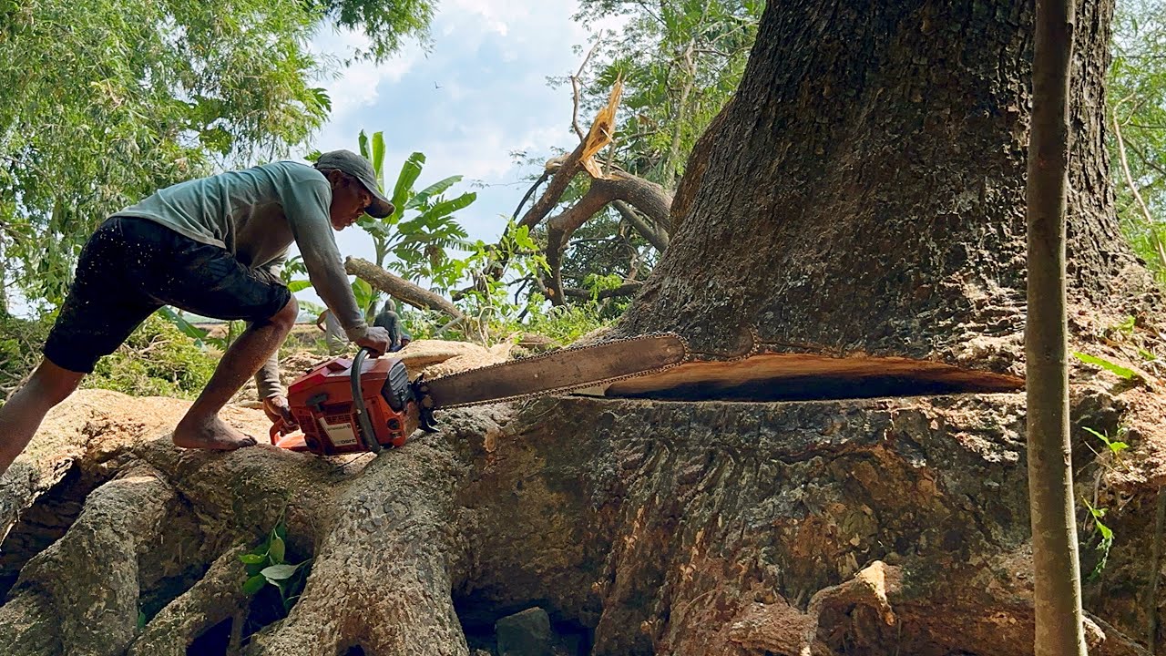 Difficult and Dangerous ‼️ Cut down the octopus-rooted trembesi tree ...