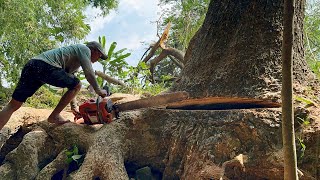 Difficult and Dangerous ‼️ Cut down the octopus-rooted trembesi tree.