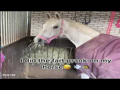 Cam - Horse Fart Video Nr.3
