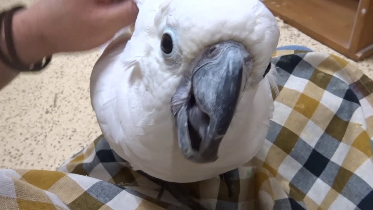 こんぱまる相生店 ベタ馴れのタイハクオウム Youtube こんぱまる相生店 ベタ馴れのタイハクオウム Youtube