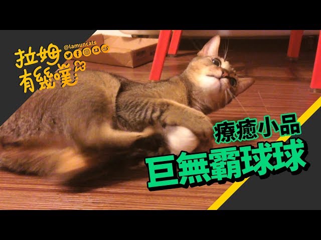 ►拉姆有幾噗◄ 卡布的巨大球球 玩到最後卻一臉傻愣┃Cats big ball ♡