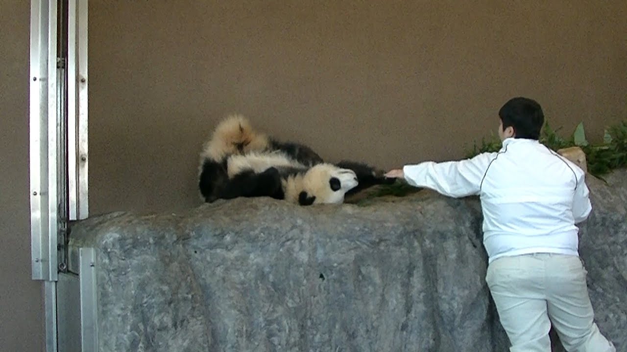 彩浜　飼育員さんとのやりとりが微笑ましい(´艸｀*) ♥ A sweet communication between Saihin and her keeper