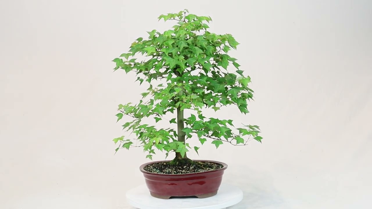 Trident Maple - ST1826TM-U - Brussel's Bonsai