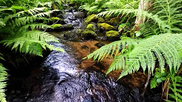 10 hours Relaxing  water stream, birds, chimes 🎧Flute Music mix ♫  relax, sleep, meditation