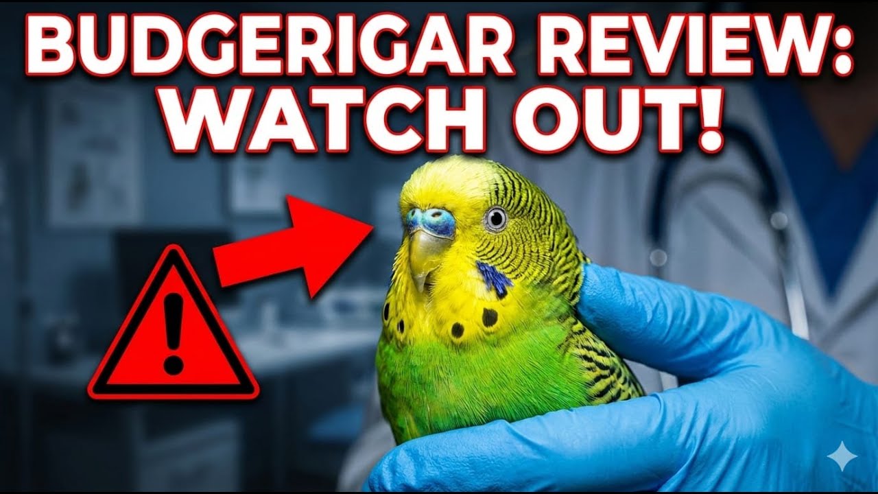 Parkit!!! Murah, Lucu, Gampang Dipelihara. #parkit #burungparkit #budgerigar