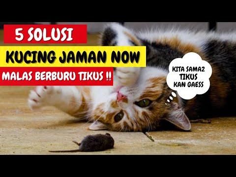 Video: Cara Memilih Kucing Yang Akan Membunuh Tikus