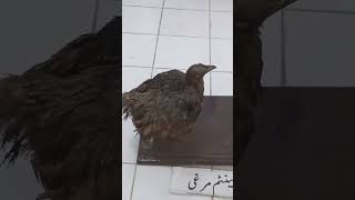                                                                      - اسمعها