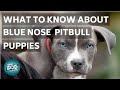 What to Know About Blue Nose Pitbull Puppies