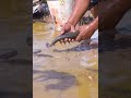 fishing #shorts #fishing #technique #fishingshorts #handfish #fish