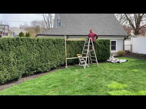 Ingenious Way to Trim a Hedge to a Straight Edge Top