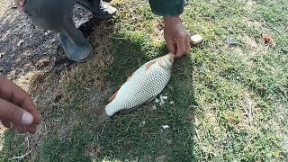 Samuxda Iki Günlük Balıq Ovu.sazan Və Çapaq Ovu.21-23 Aprel 2023.