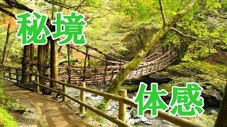 【四国秘境巡り】#1 奥祖谷二重かずら橋と野猿を渡る
