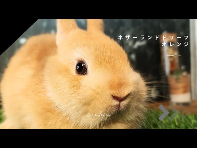 うさぎ紹介！ネザーランドドワーフオレンジ♀【うさぎ専門店monLapin