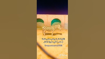 اغلبنا قد لا يعلم معنى كلمة ( حمر ) في سورة المدثر ( عصام الشايع )