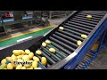 Mango Washing Grading Machine Line #washing #grading