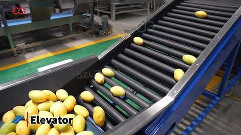 Mango Washing Grading Machine Line  #washing #grading