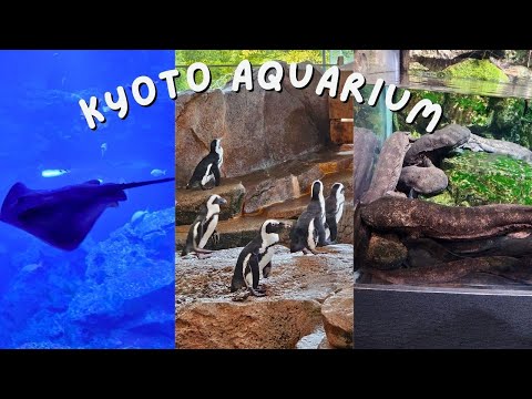 Discover Kyoto Aquarium!