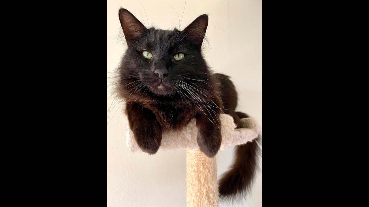 Do Cats Like Cat Condos?